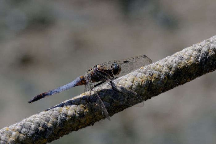 Orthetrum cancellatum maschio